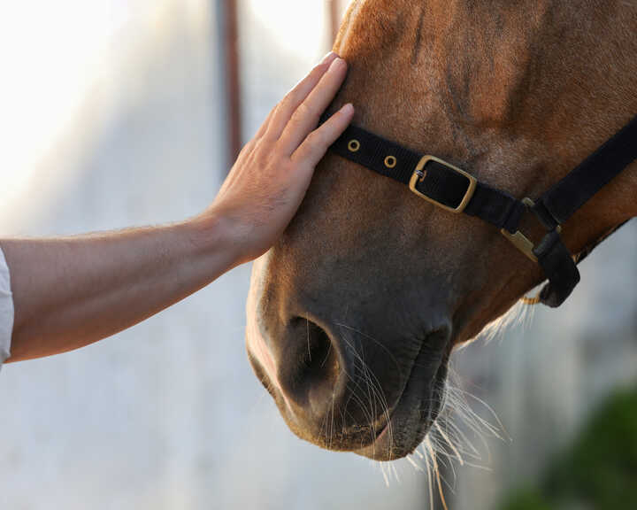 hand petting a horse